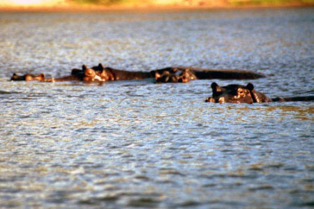 ippopotami - Chobe National Park